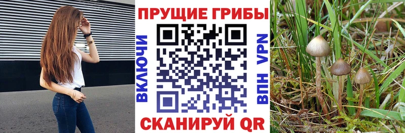 Галлюциногенные грибы Cubensis Асбест